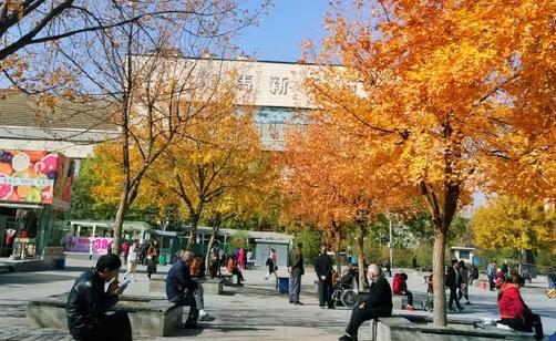太原服裝城老年活動中心秋色宜人，放眼望去一片金黃 新聞資訊 第1張